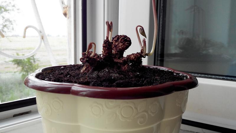Flower dormancy