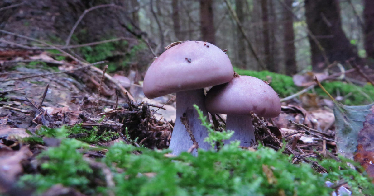 Mushrooms