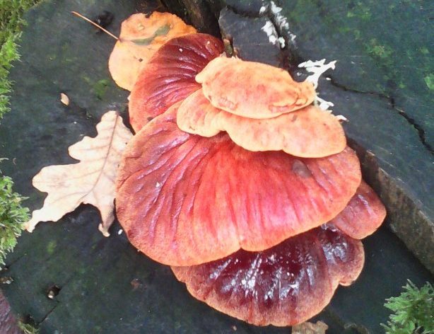 Mushroom Growth Places