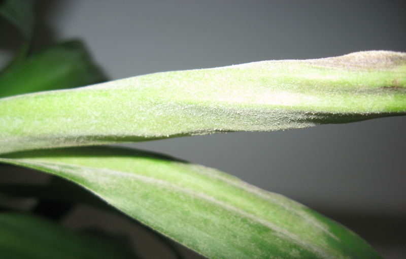 Powdery mildew