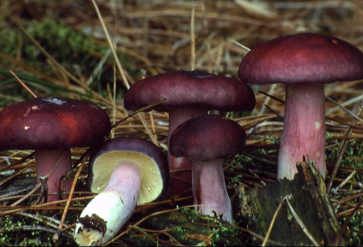 Russula dark purple