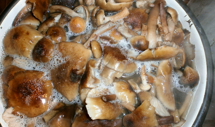 Soaking honey mushrooms
