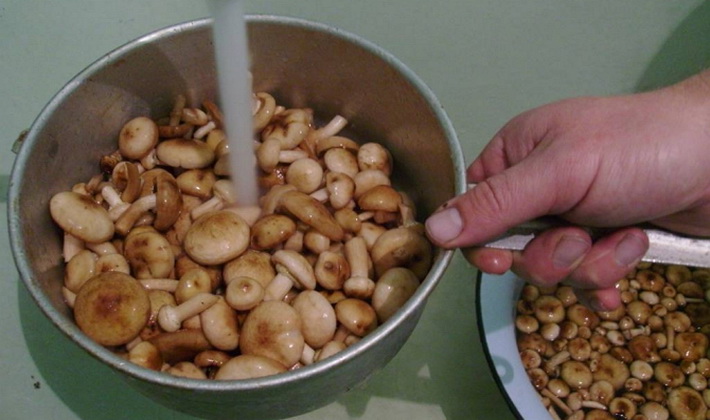 Preparation of honey mushrooms for cooking