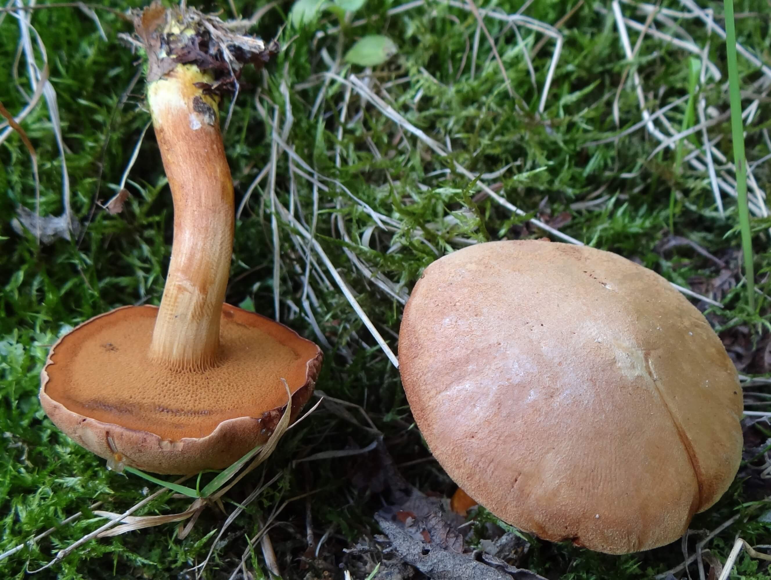 Pepper mushroom