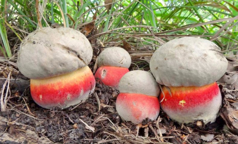 Satanic mushroom