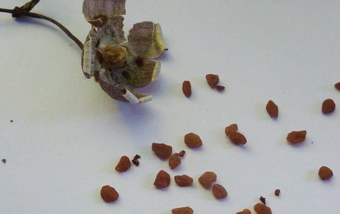 Cyclamen seeds
