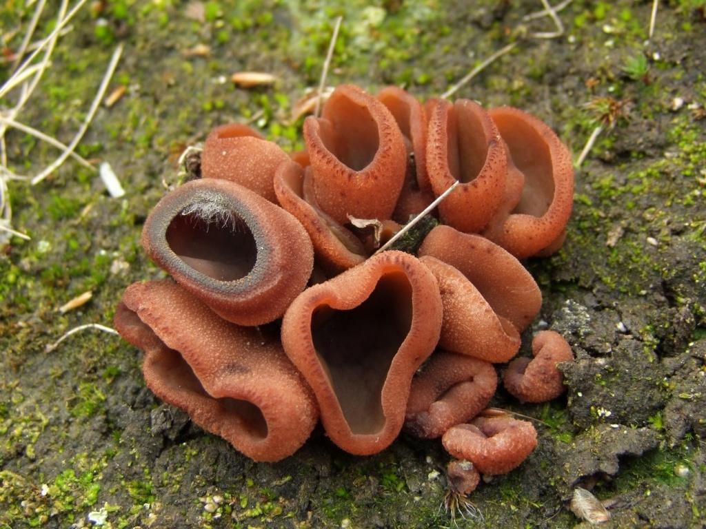 Dark chestnut pepper