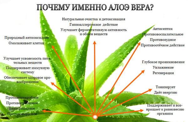 The benefits of aloe vera