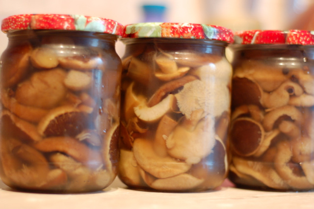 Mushroom harvesting