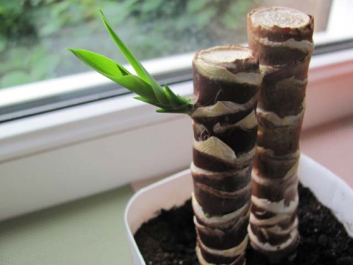 Yucca Cuttings