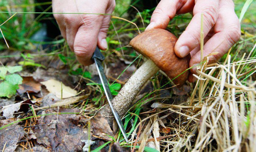 Mushroom picking