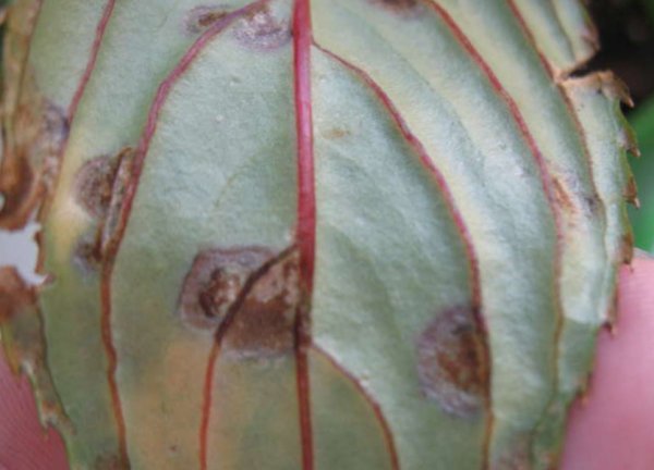 Gray rot