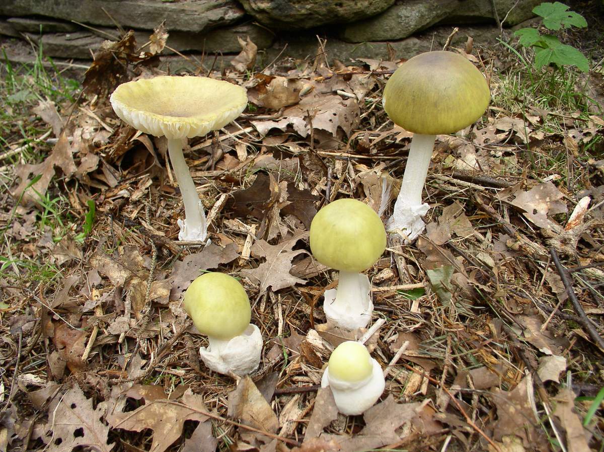 Death cap