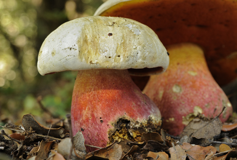 Satanic mushroom