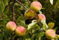 Peach Care in Autumn