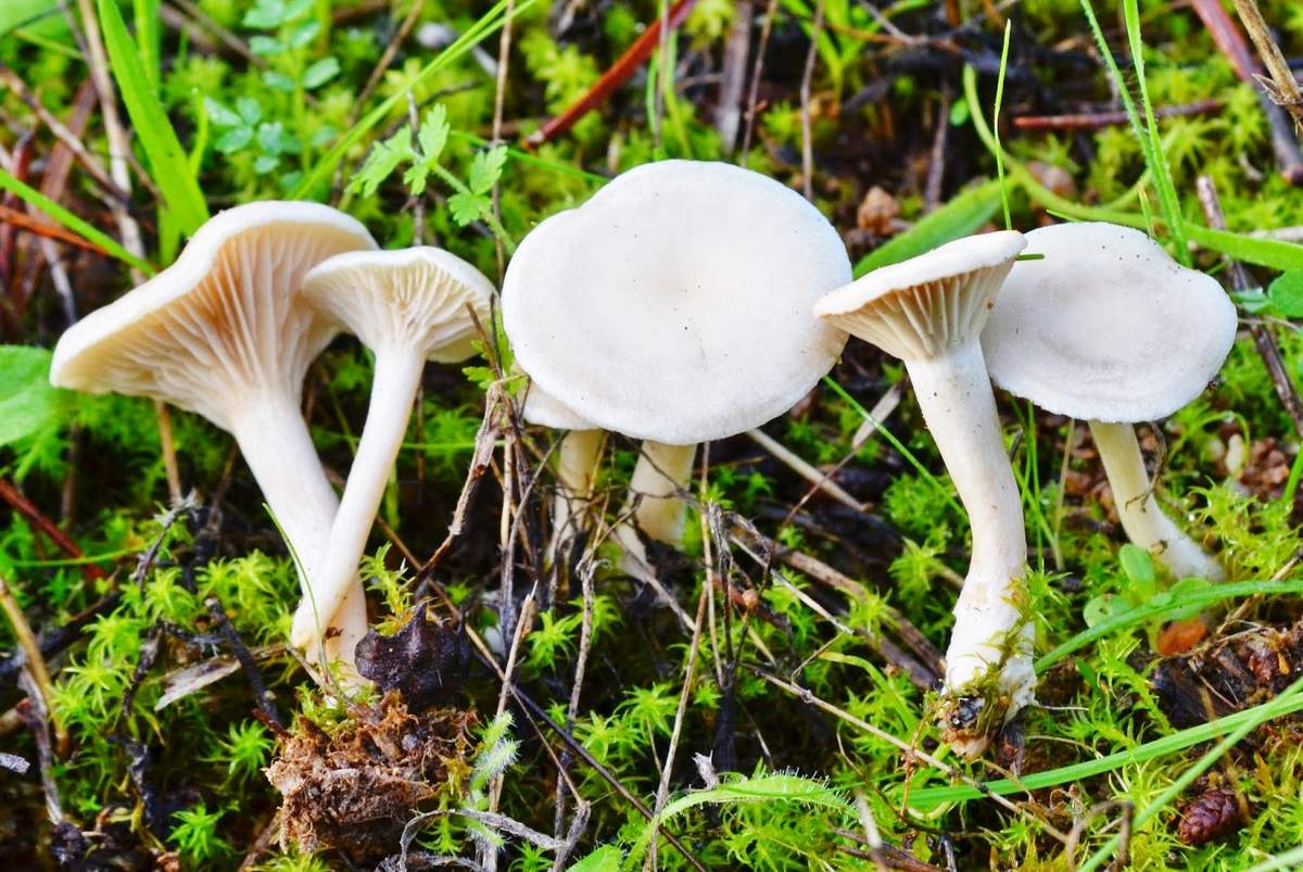 Whitish talker