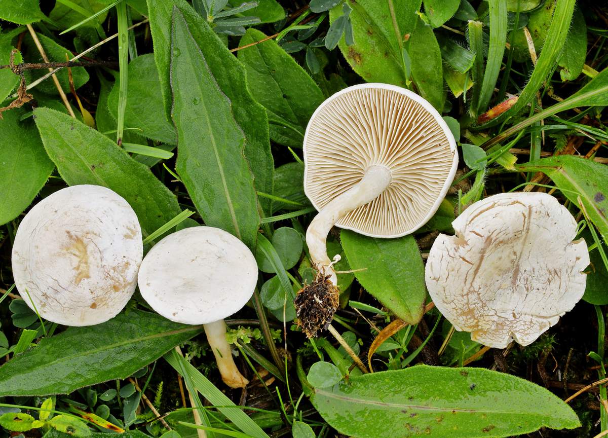 Whitish talker