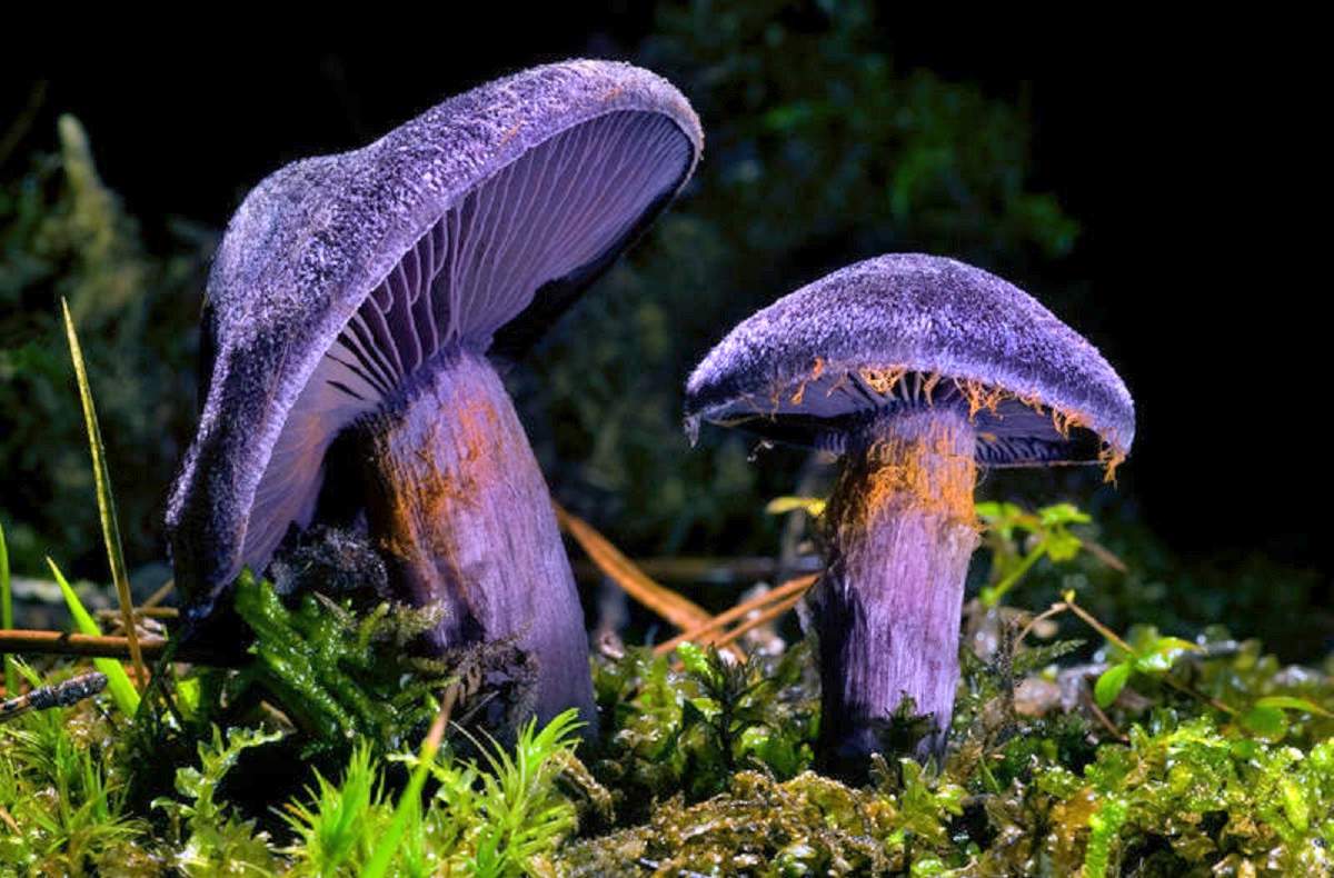 Purple cobweb