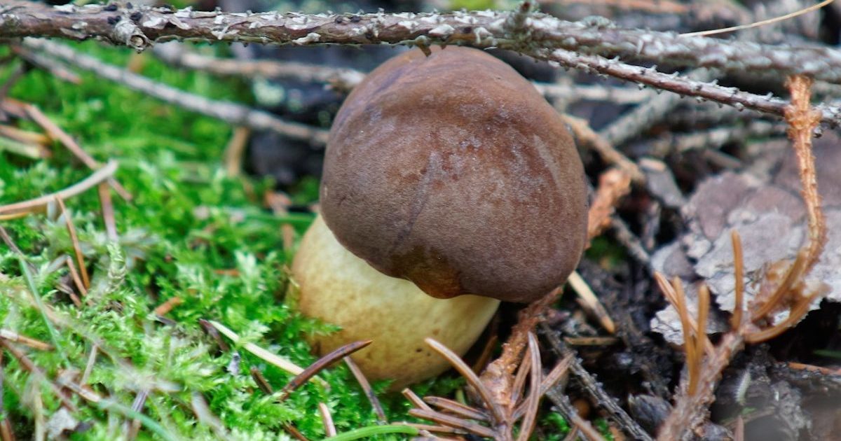 Mushroom