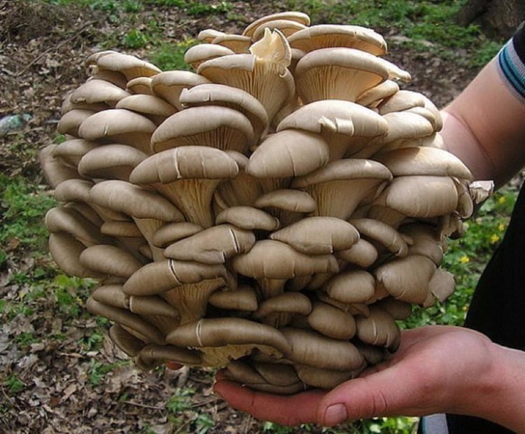 Mycelium