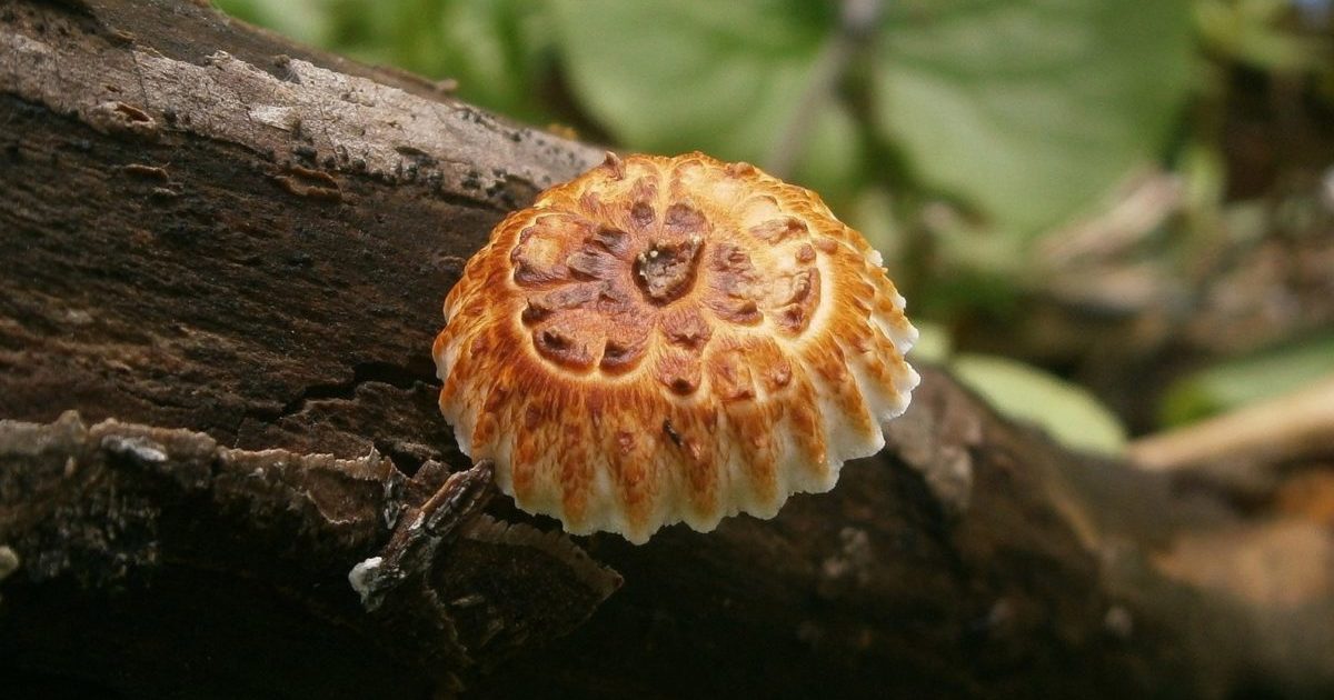 Mushrooms