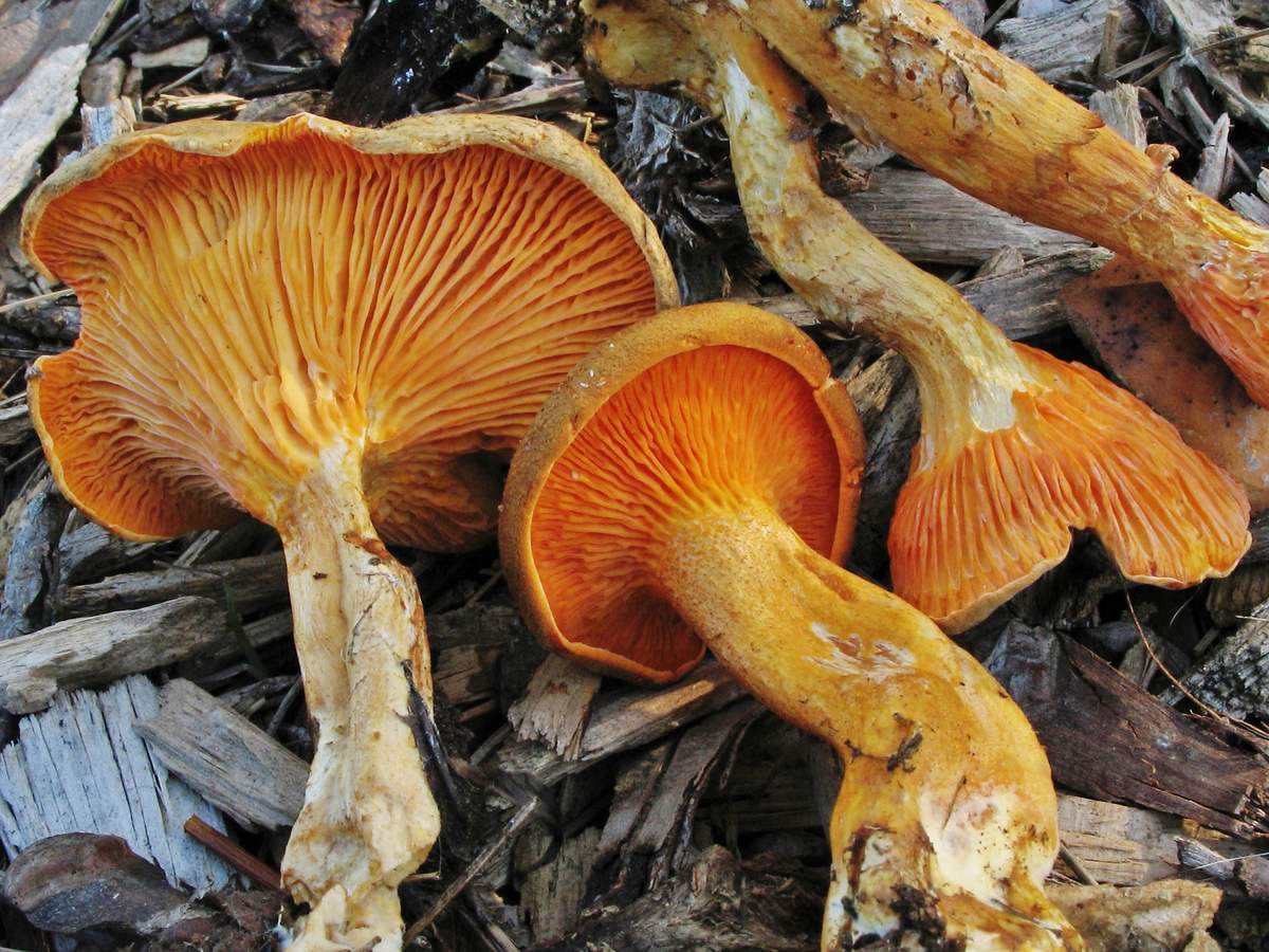 False chanterelles