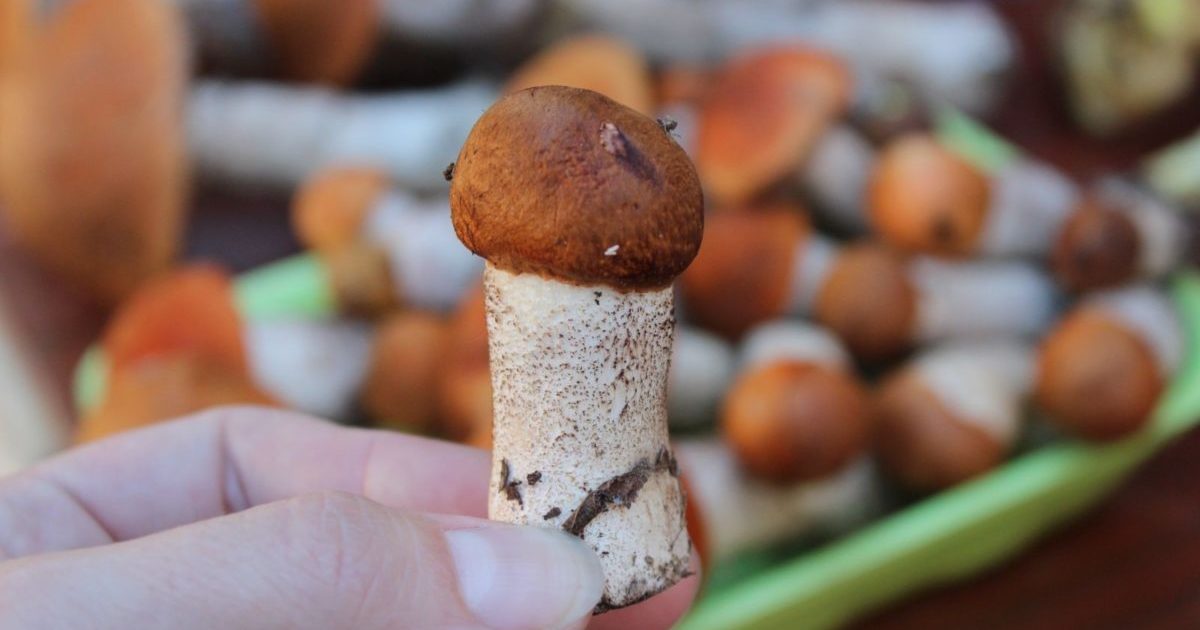 Mushroom