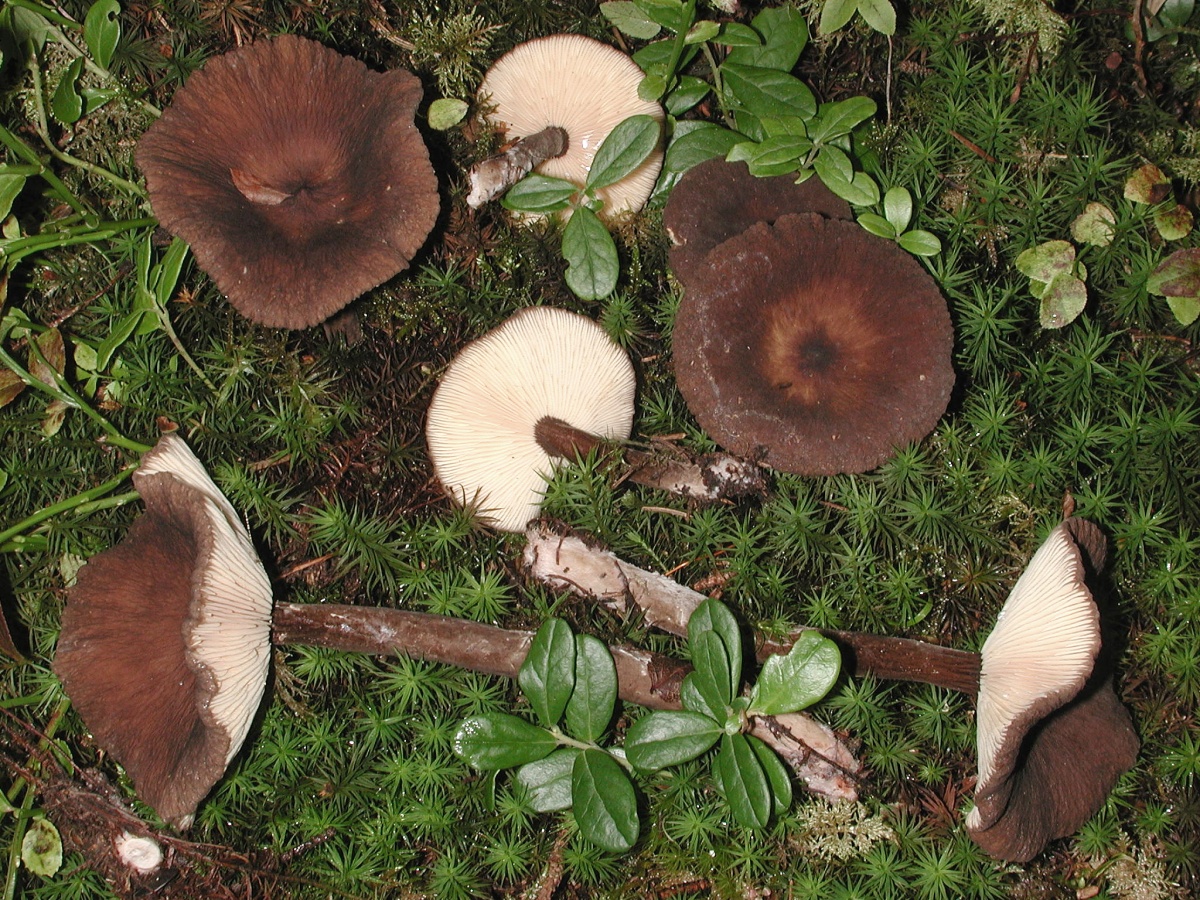 Brown milky