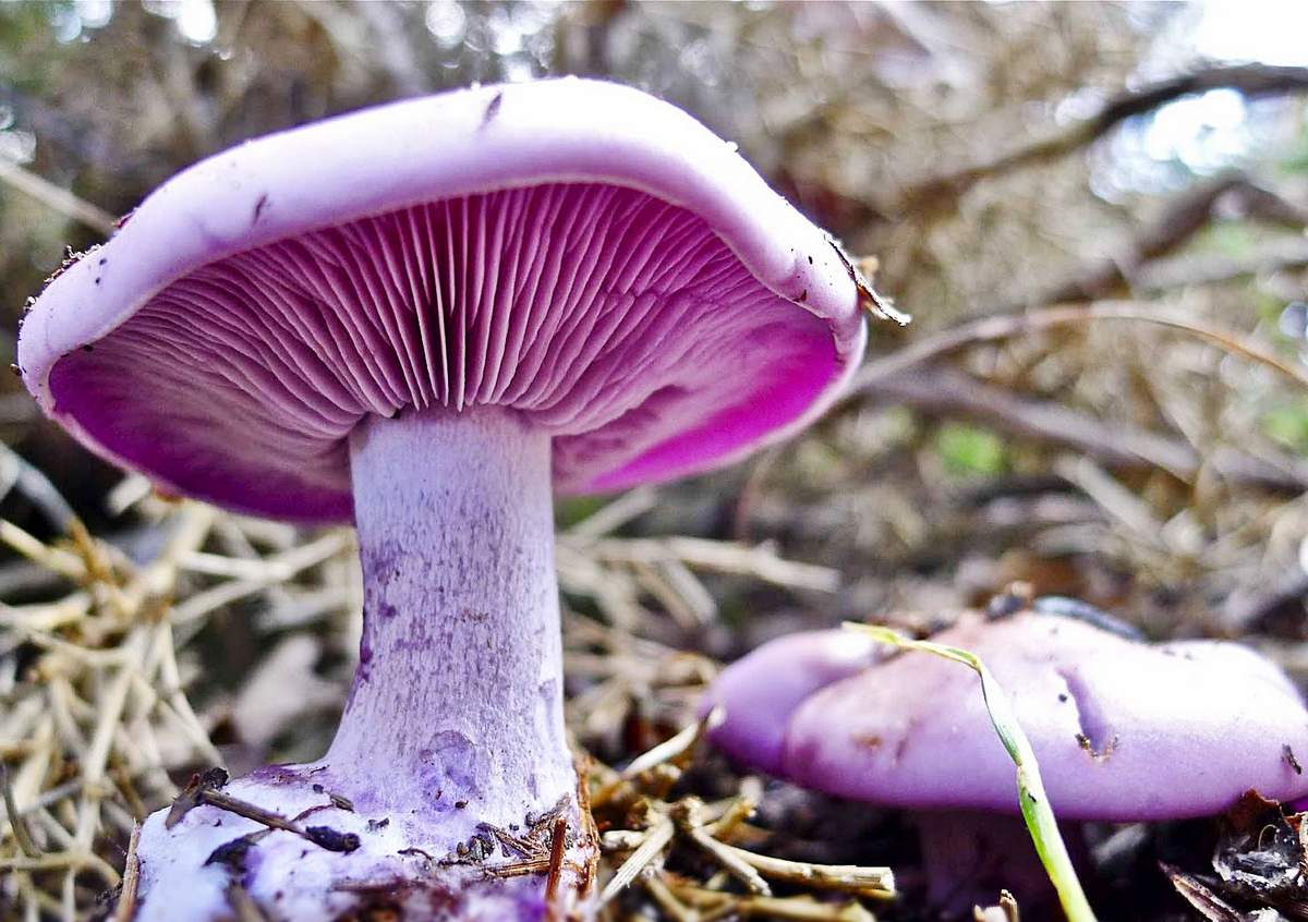 The row of purple