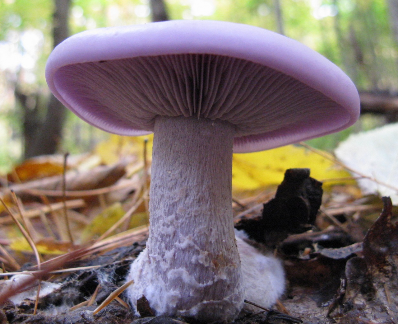 The row of purple