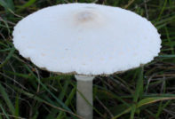 Kišobran bijeli