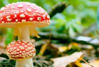 Leteći agaric