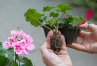 Propagation of geranium by cuttings