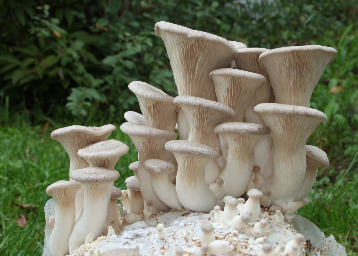 Royal oyster mushroom