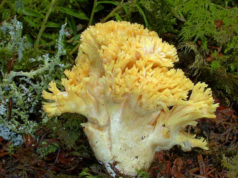 Bear foot