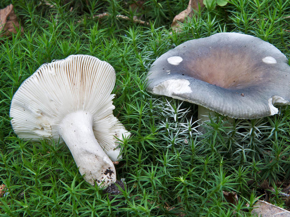 Russula violet-green