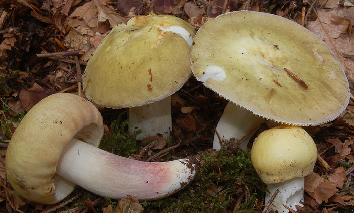 Russula violet legged