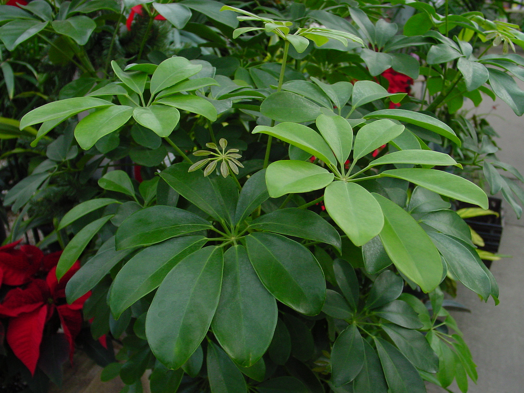 Scheffler's eight-leafed