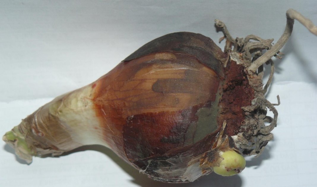 Onion rot