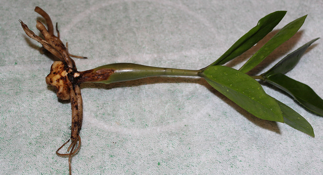 Grafting transplant