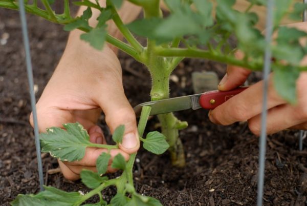 how to pick leaves from a tomato