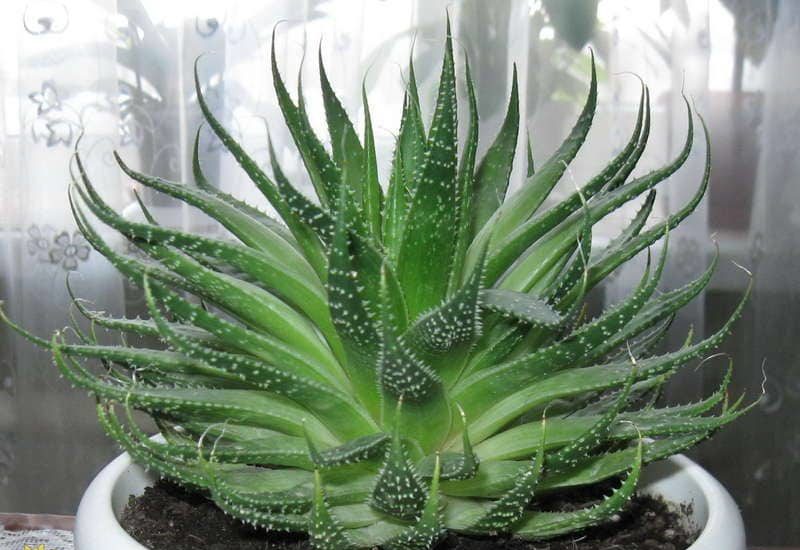 Aloe