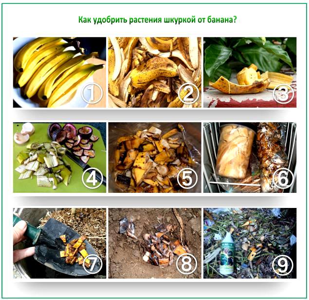 Banana peel fertilizer