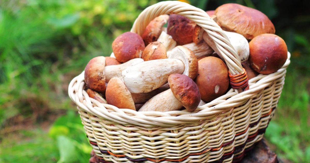 Porcini