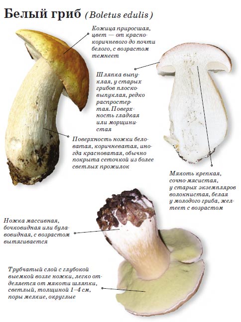 Mushroom description