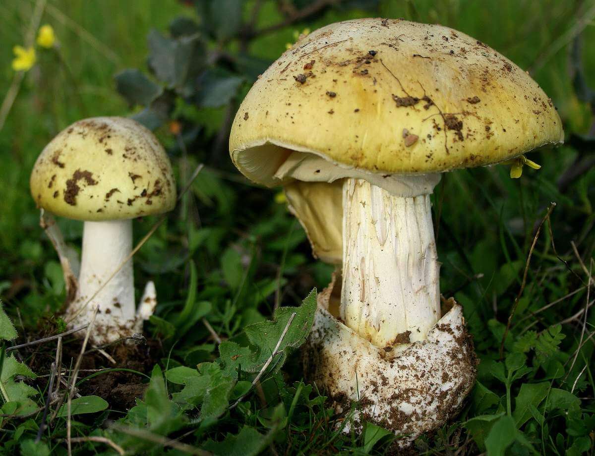 Death cap