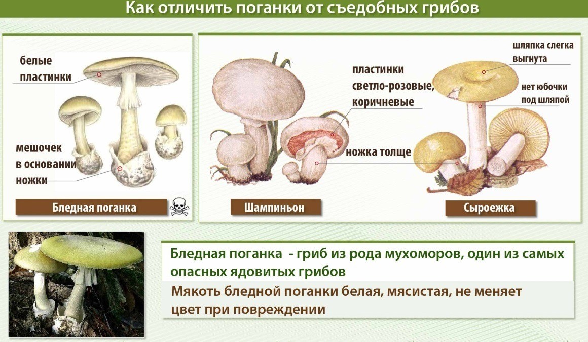 How to distinguish pale grebe