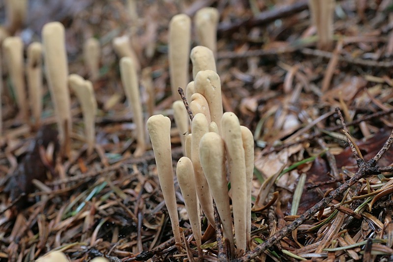 Horned reed
