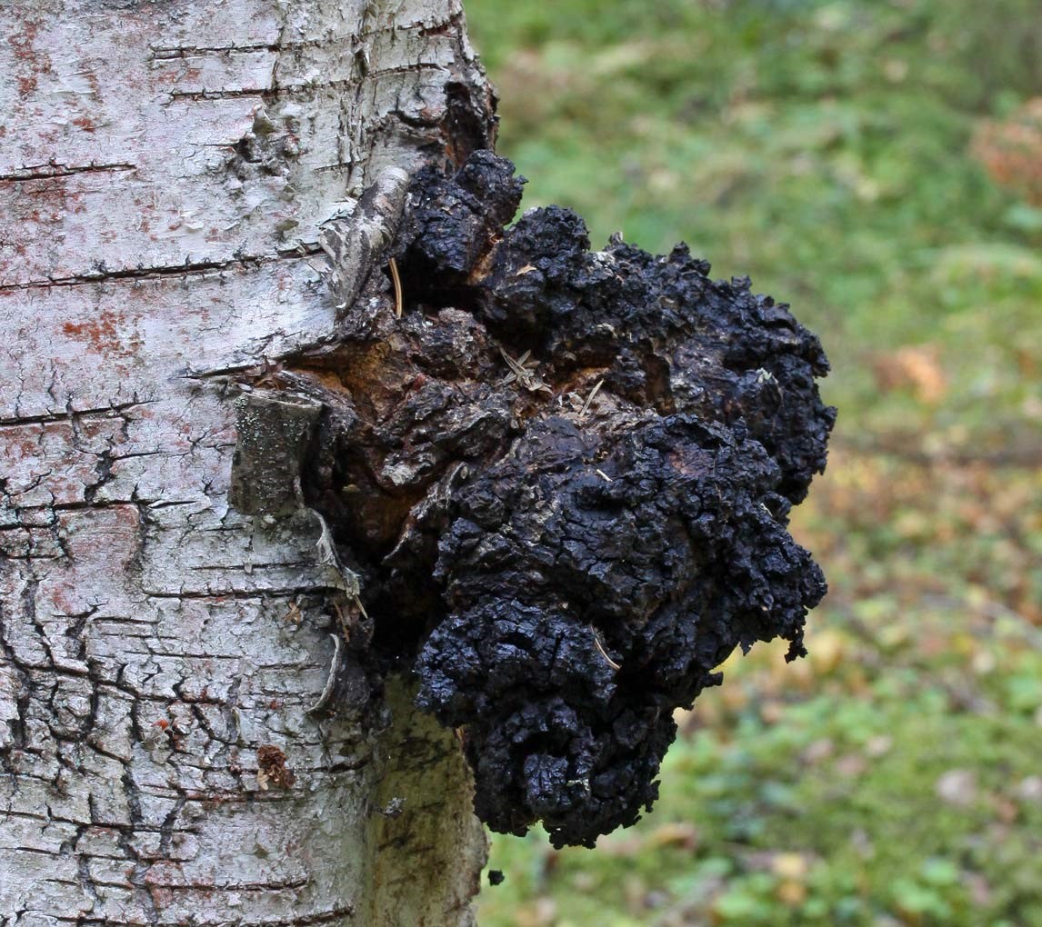 Chaga mushroom
