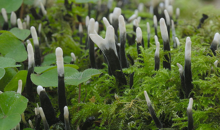 Xilaria Hypoxylon